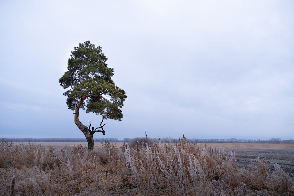 Baum-Schneiden-wann-erlaubt