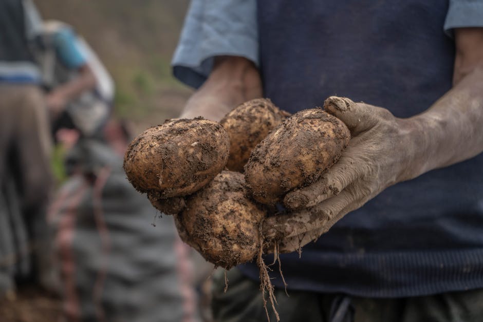 Kartoffeln nicht mehr essen - Haltbarkeit beachten