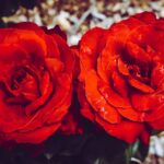 Rosen schneiden - Wann ist der beste Zeitpunkt?