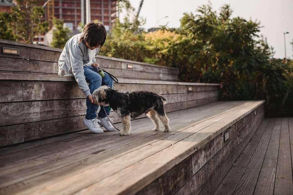 Hundefutter: welches Gemüse darf ein Hund essen?