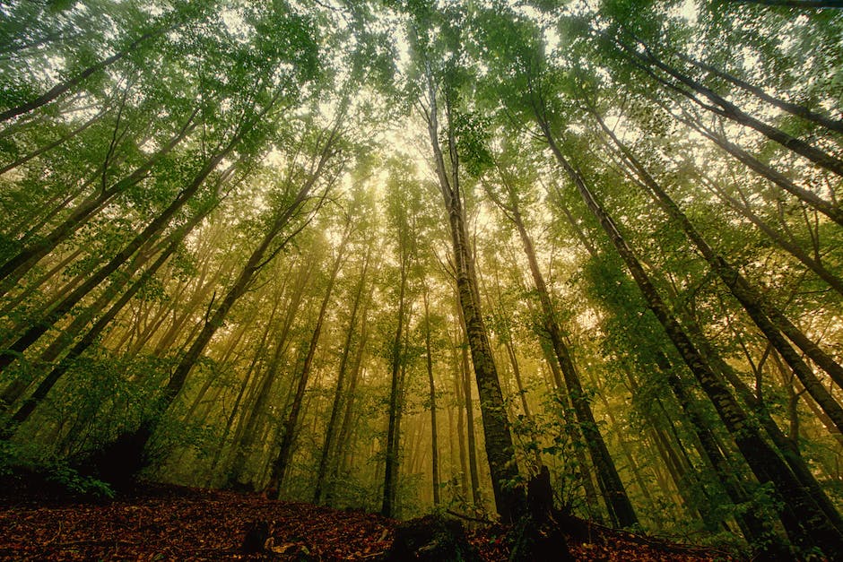 Waldkauf - Wer darf waldbesitzer werden?