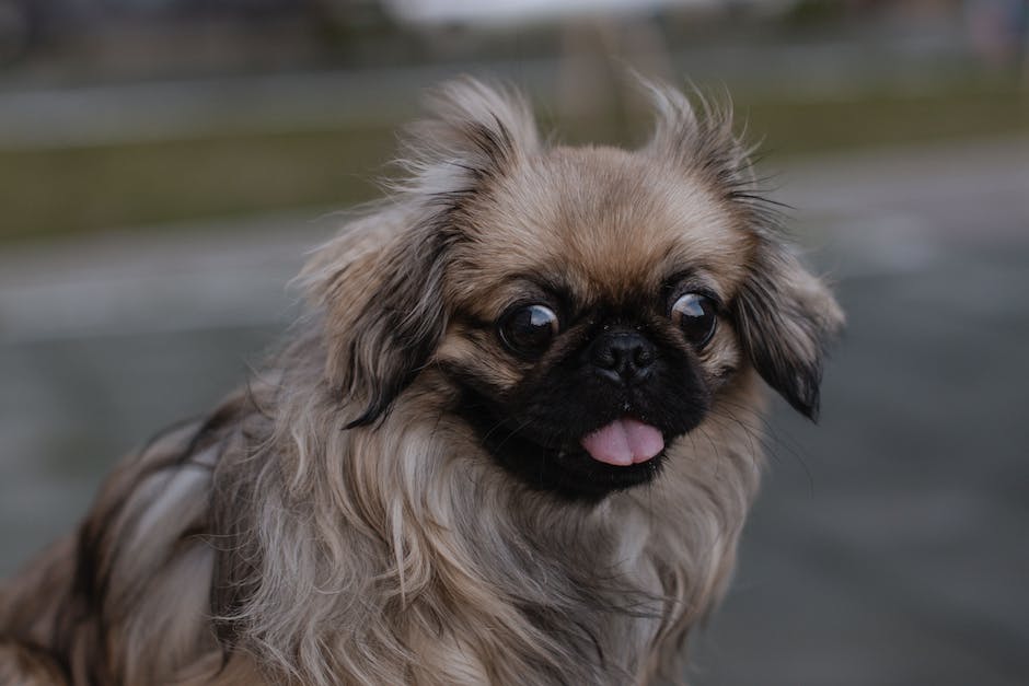 Wie lange darf ein Hund laut Gesetz alleine bleiben?