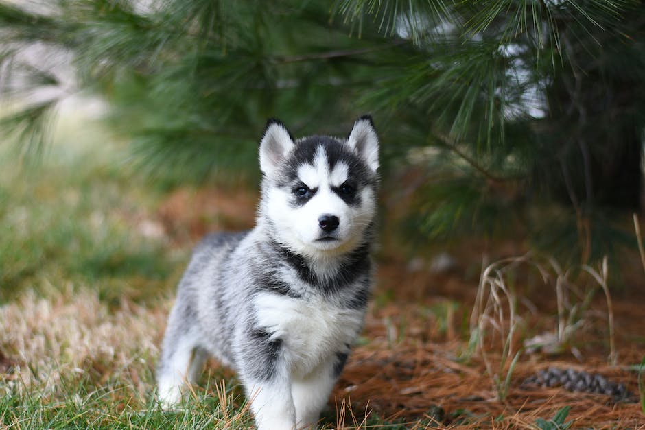 Häufigkeit von Joghuressen bei Hunden