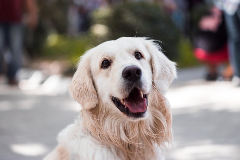  Wie oft darf ein Hund Joghurt essen?