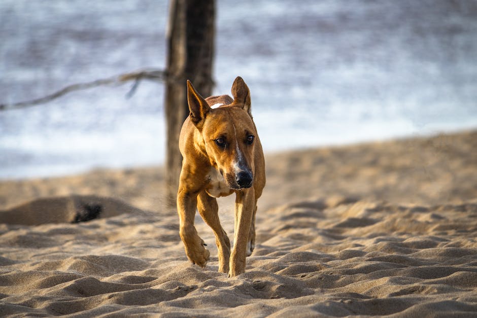 Wie oft darf man seinem Hund Hüttenkäse geben?