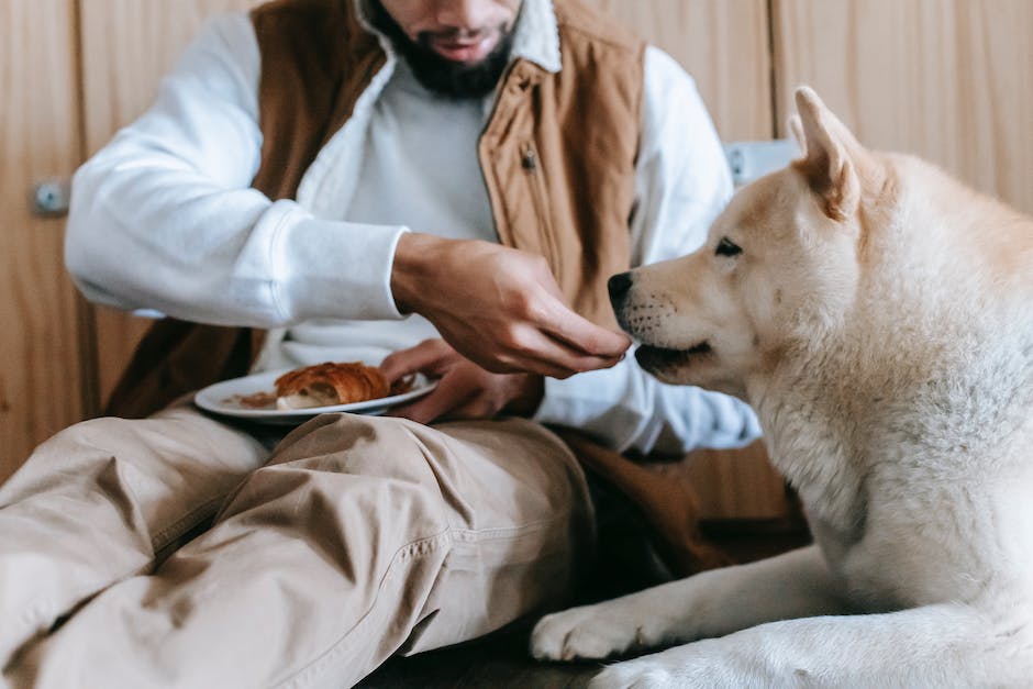 Menge an Futter für Hunde