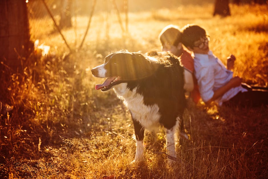 Hundefutterernährung - wie viel Käse ist erlaubt?