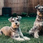 Hundekäseeinzahlungsrichtlinien
