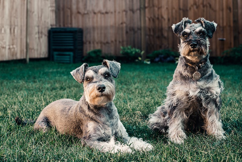 Hundekäseeinzahlungsrichtlinien