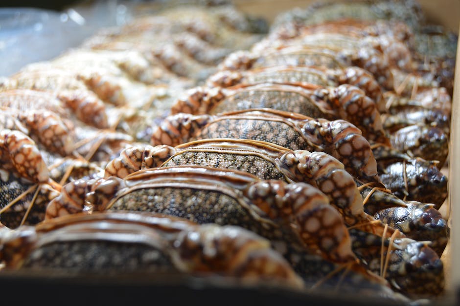 Thunfisch Ernährungsrichtlinien