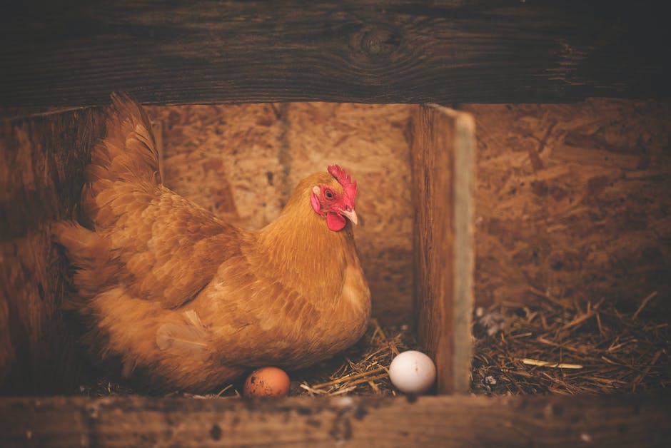 Wie viele Eier pro Tag sind gesund?